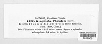 Graphiola phoenicis image